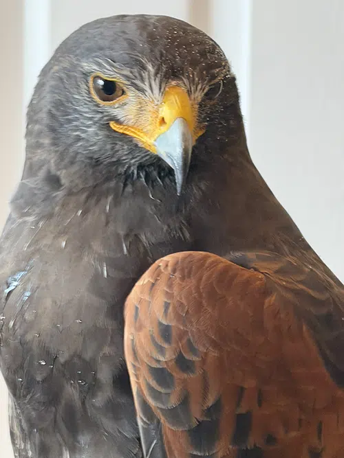 harris hawk for pigeon control