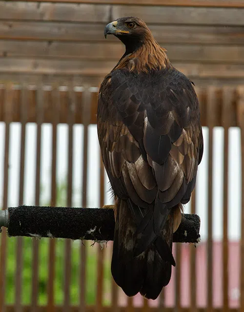 hawkeye golden eagle