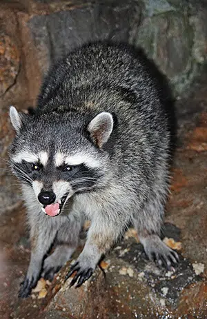 how much is raccoon removal in toronto