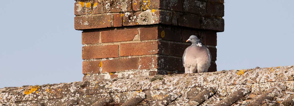 Pigeon sitting on shingle roof, sheltered by chimney