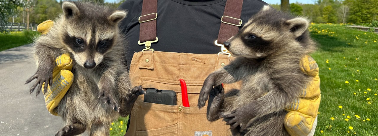 humane raccoon removal