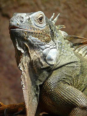 iguana