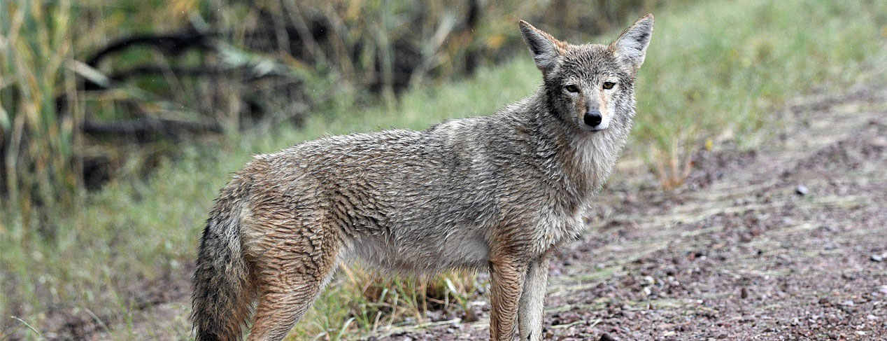 increased coyote sightings across Canada