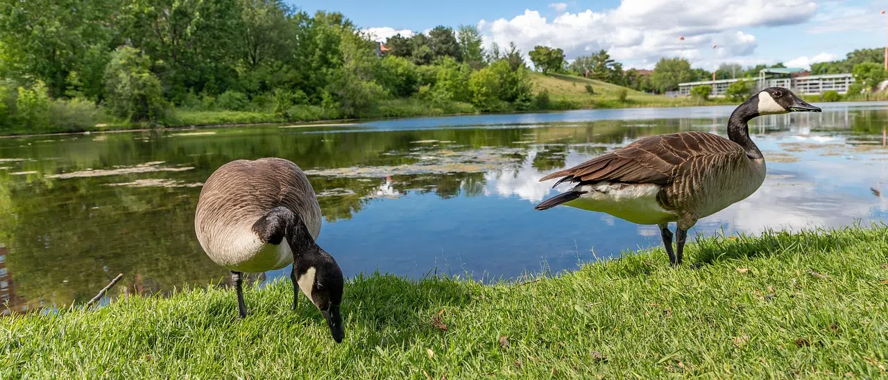 Canada Geese on grass by pond