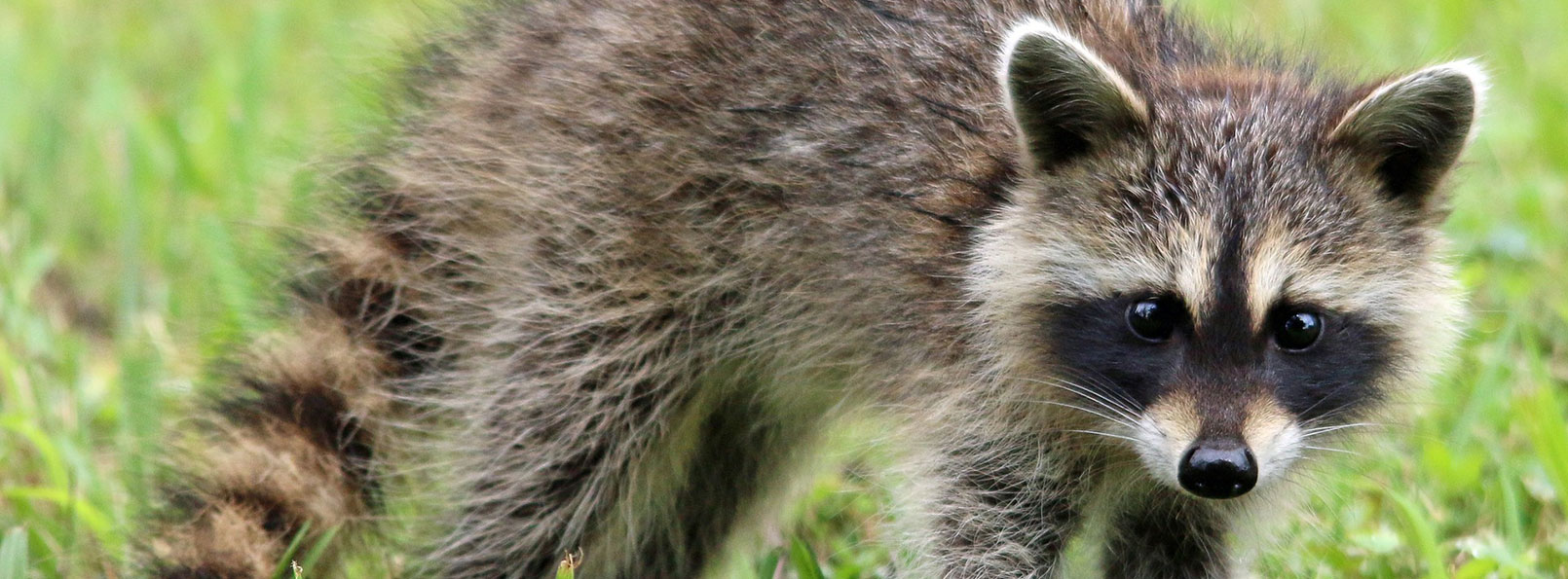juvenile raccoon