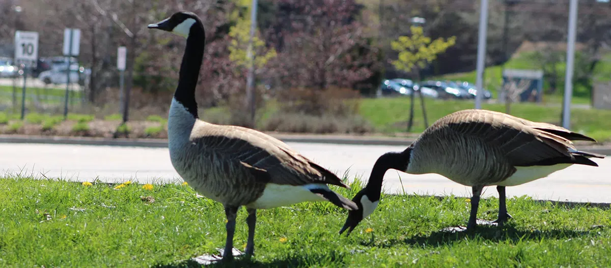2 Canada geese in residential area