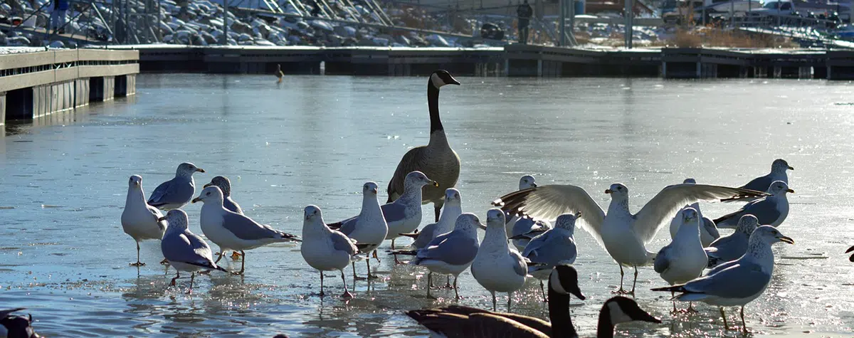geese and other birds by dock