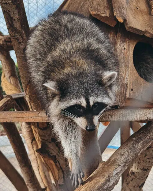 keep raccoon from birdhouse