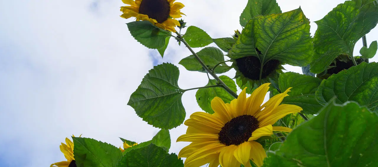 late summer - sun flowers