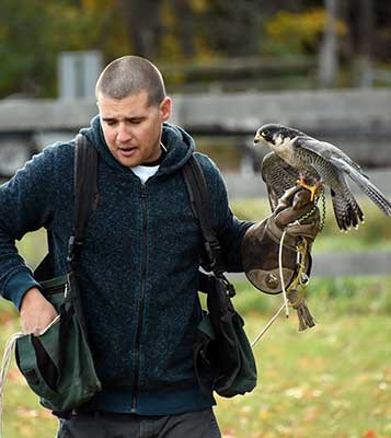 become a long wing falconer