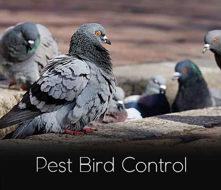 Pest Bird Control Services in Ontario, Canada