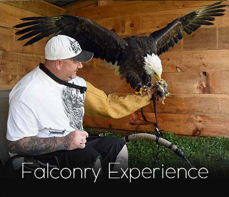Falconry & Owl Experiences, Eagle Adventures