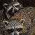 q raccoon control removal