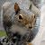 q squirrel control removal