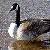 quick geese