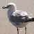quick gulls