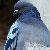 quick pigeon
