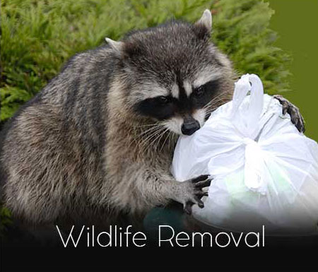 Animal Wildlife Control Services in Ontario, Canada