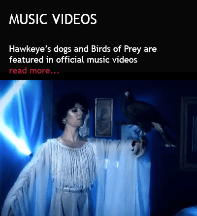 music videos