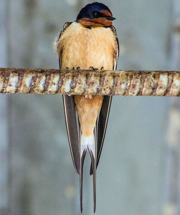 new barn swallow