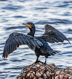 pest bird control:cormorant