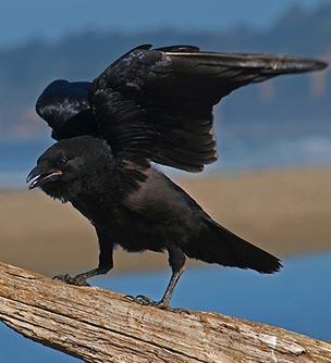pest bird control: crows