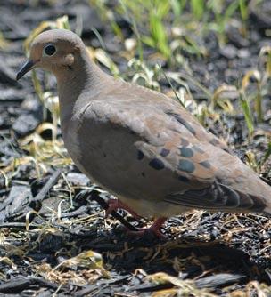 pest bird control: dove