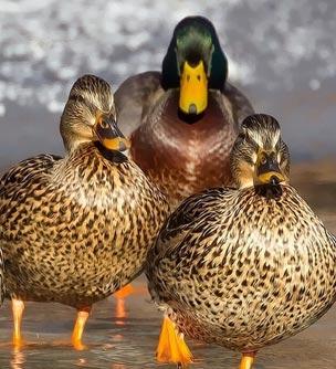 Pest Bird Control Ducks