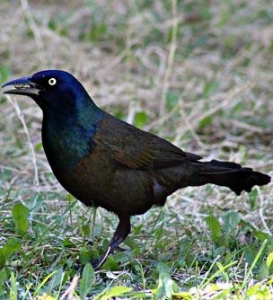 pest bird control grackle