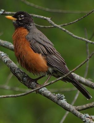 pest bird control robin