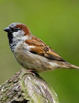 pest bird control sparrow