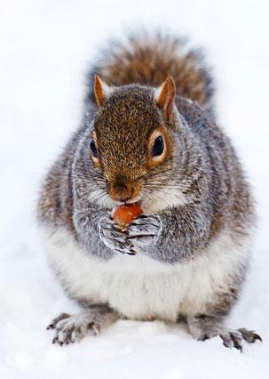 get rid of squirrels in toronto 