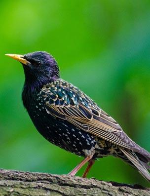 pest bird control starling