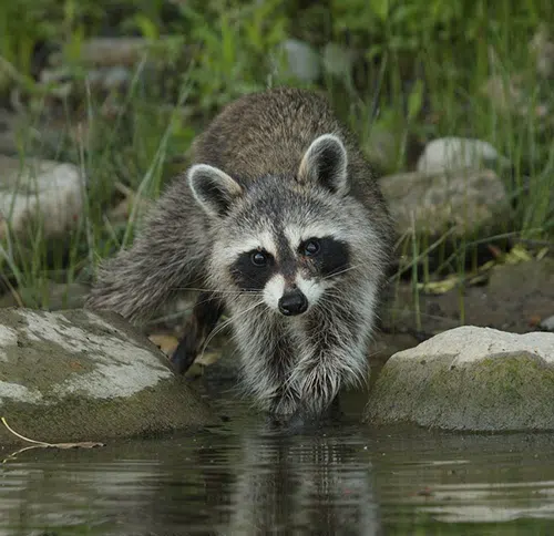 Raccoon by water's edge
