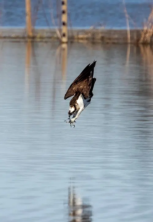 Osprey hunting