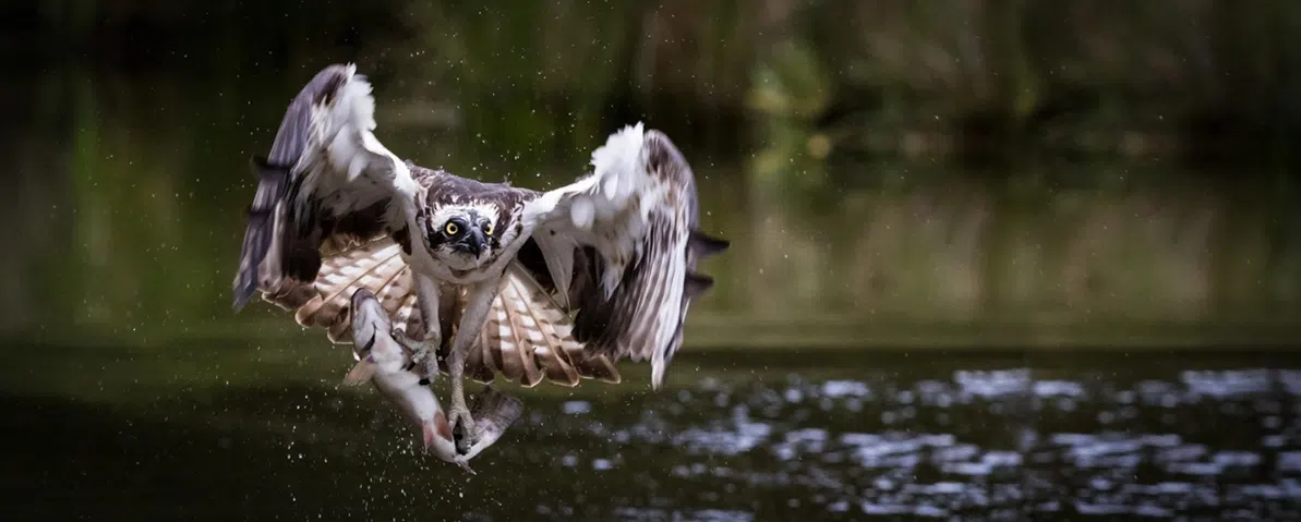 Osprey in flight over water