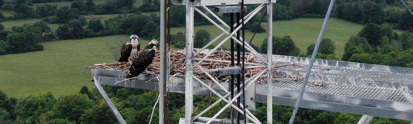 osprey nest on communications towers 
