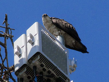 Osprey, bird of prey