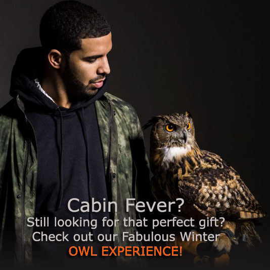 owl experience popup