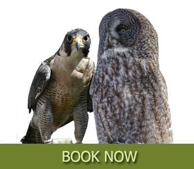 owl falconry experience toronto book now