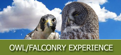owl falconry book now