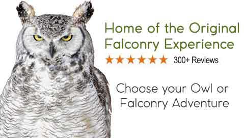 owl falconry experience toronto