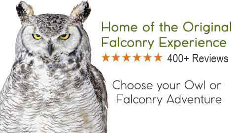 owl falconry experience toronto