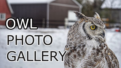 owl gallery