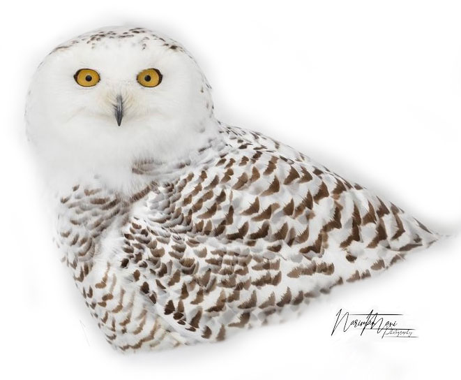 Our beautiful Anna, the Snowy owl captured by @nariman_photos