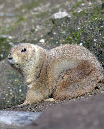 pest animal groundhog