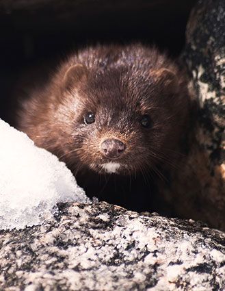 pest animal mink