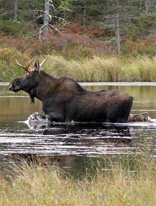 pest animal moose