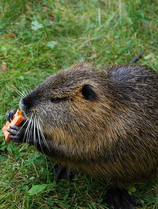 pest animal muskrat