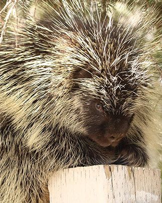 pest animal porcupine